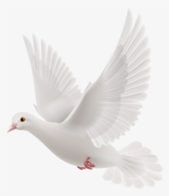 White Dove Png Clipart - Pigeon Png, Transparent Png, Free Download