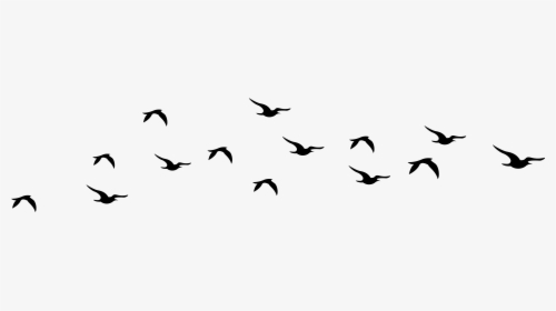 Bird Silhouette Flying - Silhouette Birds Vector Png, Transparent Png, Free Download