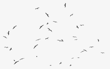 Flock, HD Png Download, Free Download