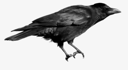 Raven Bird Png - English Birds Sounds Name, Transparent Png, Free Download