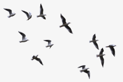 Transparent Bird Flock Png - Transparent Birds Flying Png, Png Download, Free Download