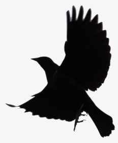 Black Bird Png Images Free Transparent Black Bird Download Kindpng