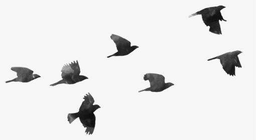 Birds Png, Transparent Png, Free Download