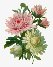 Svg Transparent Stock Cartoon Hand - Chrysanthemum Flower Botanical Illustration, HD Png Download, Free Download