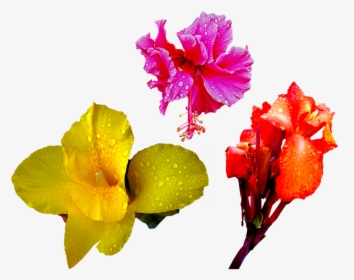 Flower, Orange, Red, Lily, Rain, Drops, Png, Isolated - Transparent Flower Rain Png, Png Download, Free Download