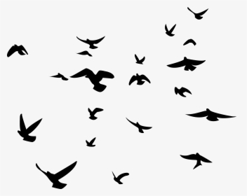 Download Black And White Bird Png Black Birds Transparent Background Png Download Kindpng PSD Mockup Templates