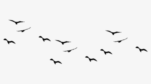 Bird Flight Swallow Silhouette Bird Flight - Flock Of Birds Png, Transparent Png, Free Download