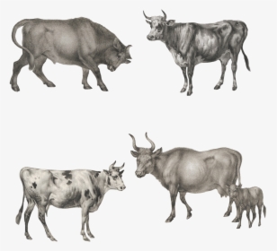 Ox Animal Png - Bull, Transparent Png, Free Download