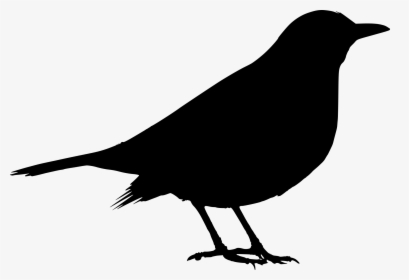 Black Bird Png - Blackbird Png, Transparent Png, Free Download