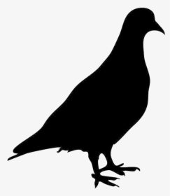 Pigeon Png - Pigeon Silhouette, Transparent Png, Free Download
