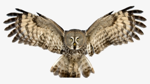 Download Owl Png Pic - Owl Png, Transparent Png, Free Download