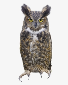 Owl Png - Great Horned Owl Png, Transparent Png, Free Download