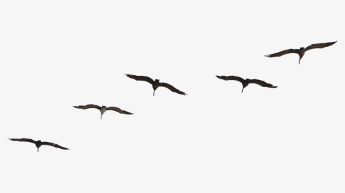 Transparent Bird Flying Png, Png Download, Free Download