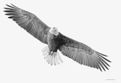 Dead Bird Png -soaring Animal Free Black - Bald Eagle Transparent Background, Png Download, Free Download
