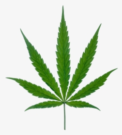 Weed Plant, HD Png Download, Free Download