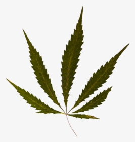 Transparent Marijuana Leaf Silhouette Png - Pot Leaf, Png Download, Free Download
