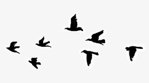 Bird Tattoo Sky Cabs Clip Art Drawing - Easy Black Bird Drawing, HD Png Download, Free Download