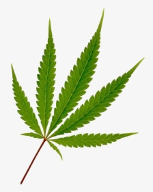 781 X 1024 6 - Marijuana Leaf Clip Art, HD Png Download, Free Download