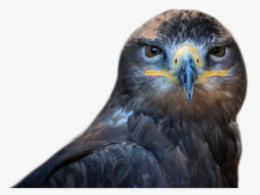 Owl Bird Png Image - Bird Face Transparent, Png Download, Free Download