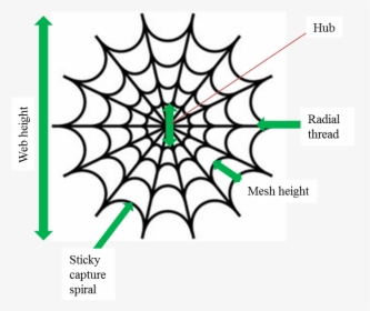 Spiderman Spider Web Clipart , Png Download - Hombre Araña Tela De Araña, Transparent Png, Free Download
