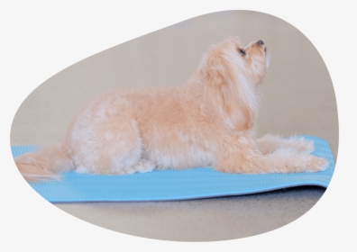 Dog Yoga Class Image - Companion Dog, HD Png Download, Free Download