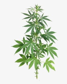 Weed Leaf, Cannabis Plant Full Png Image Purepng Transparent - Marijuana Plant Png, Png Download, Free Download