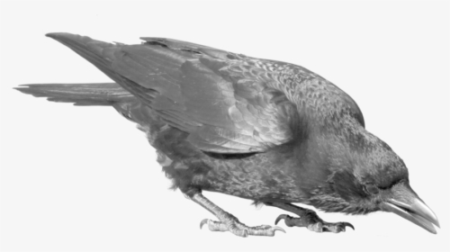 Download Raven Bird Png Image - Crow Png Transparent, Png Download, Free Download