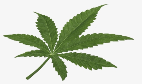 Marijuana Clipart Copyrighted - 3d Weed Leaf, HD Png Download, Free Download