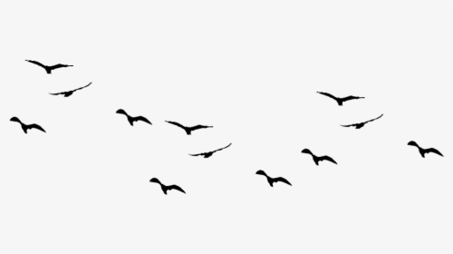 Black And White Bird Png - Flying Bird Silhouette Drawing, Transparent Png, Free Download