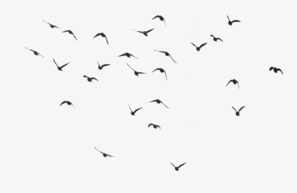Black Swarm Of Bird Flying Png Image - Birds Flying Transparent Background, Png Download, Free Download