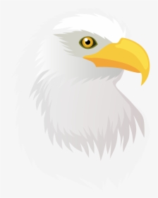 Bald Eagle Head Clipart 6 Free Frog - Bald Eagle, HD Png Download, Free Download