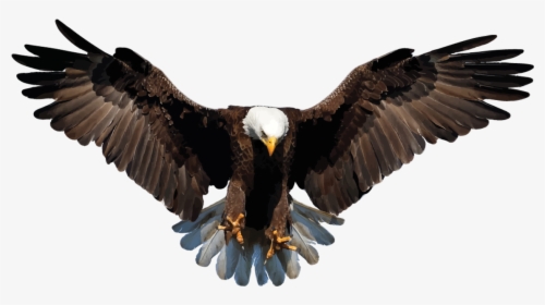 Download Bald Eagle Png Background Image - Eagle Clipart Png, Transparent Png, Free Download