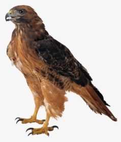 Eagle Png Image, Free Download - Eagle Meaning In Hindi, Transparent Png, Free Download