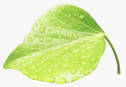 Leaves Water Green Rain - Rain Picsart Leaf Png, Transparent Png, Free Download