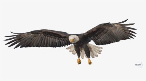 Download Flying Eagle Png Transparent Image - تحميل صور بصيغة Png, Png Download, Free Download