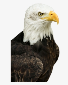 Eagle Png Image, Transparent Png, Free Download