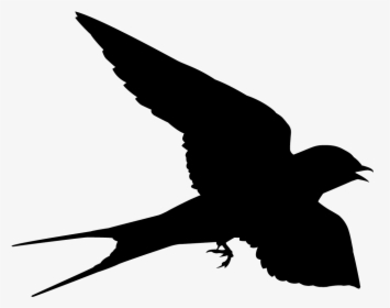 Swallow Png, Transparent Png, Free Download