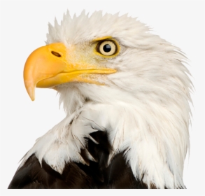 Bald Eagle Png Transparent - Eagle Head Transparent Background, Png Download, Free Download