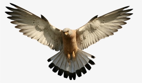 Eagle Png Image, Free Download - Falcon Transparent Png, Png Download, Free Download