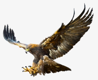 Bald Eagle Golden Eagle Flight Drawing - Flying Golden Eagle Drawing, HD Png Download, Free Download