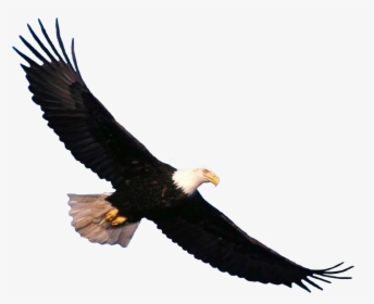 Download Eagle Png - Transparent Eagle Flying Png, Png Download, Free Download
