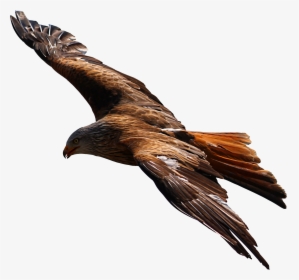Flying Eagle Png Picture - Strongest Those Who Fly Solo, Transparent Png, Free Download