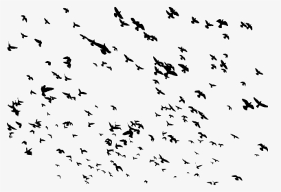 Bird Flight Bird Flight Flock Clip Art - Flock Of Flying Birds, HD Png Download, Free Download