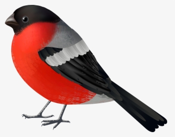 Red Black Bird Png Clip Art, Transparent Png, Free Download