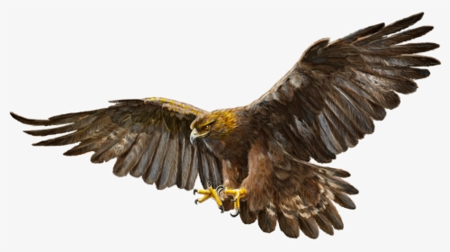 Bald Eagle Bird Golden Eagle - Flying Golden Eagle Drawing, HD Png Download, Free Download