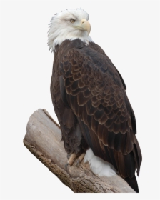 Bald Eagle Free Png Image - Bald Eagle, Transparent Png, Free Download