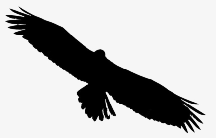 Transparent Bald Eagle Png Image - Golden Eagle, Png Download, Free Download
