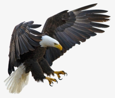 Bald Eagle Bird Tawny Eagle Golden Eagle - Eagle Flying With Claws, HD Png Download, Free Download