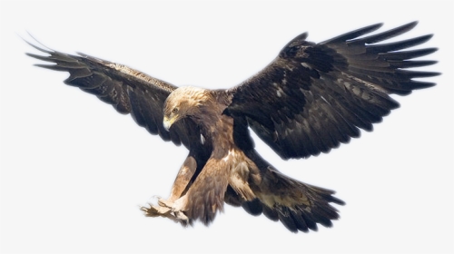 Golden Eagle, HD Png Download, Free Download