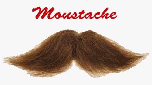Moustache Png Picture - Wig, Transparent Png, Free Download